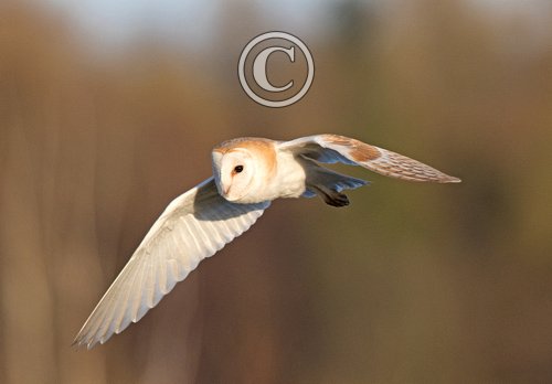  Barn Owl in Flight DM1758